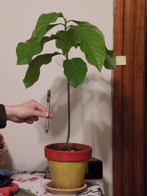 How To Grow Avocado From Seed Or Pit Dengarden