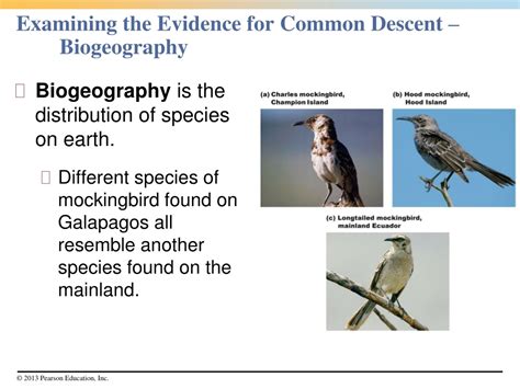 Ppt What Is Evolution The Process Of Evolution Powerpoint