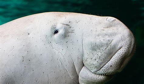 The Number Of Baby Dugongs In The Great Barrier Reef Has Increased