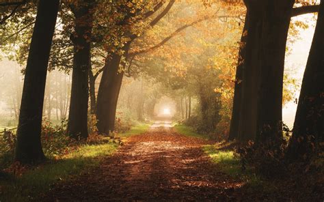 Download Wallpaper 3840x2400 Path Trees Fog Autumn Alley 4k Ultra