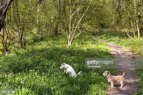 Bruern Wood Photos And Premium High Res Pictures Getty Images