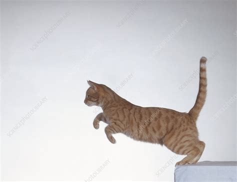 Ginger Tabby Cat Jumping Off Table Stock Image C0537208 Science