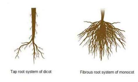 Monocots And Dicots Characteristics And Differences Biology Educare