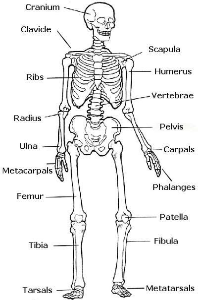A long bone, such as your femur (thigh bone), grows in length at either end in regions called growth plates. Skeleton labeled: preschool | Human body activities, Human body systems, Human body unit