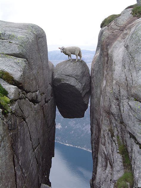 Definition of boulder (entry 2 of 2). Sheep On Boulder Just Realized How Close He Is To Death ...