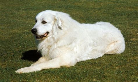 Get To Know 25 Of The Best Great Pyrenees Mixes K9 Web