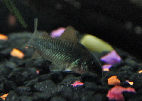 Moreover, your question could have been answered with a word, but understanding the. Cory Cat with possible fungus *pics* - Aquarium Advice ...