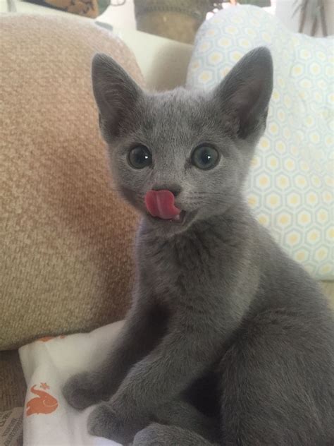 Pin By Chris Mundson On Russian Blue Kitten Cute Cats Hypoallergenic
