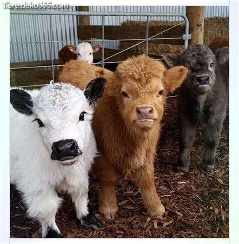 Entzückende Wenigstens Kuh Fotos Tiere Süße Tiere Und Babytiere