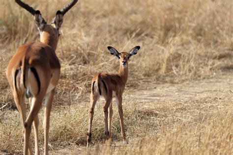 Baby Antelope Cuteness Raww