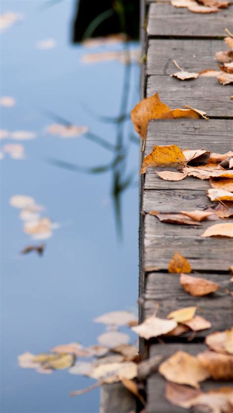 Autumn Leaves On Wooden Bridge Iphone Wallpapers Free Download