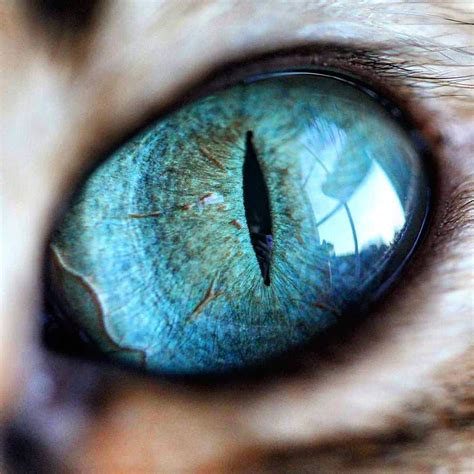 Mesmerizing Macro Photos Highlight Colorful Details Of Cat Eyes Eye