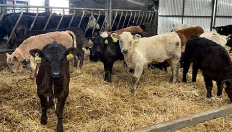beef newford farm update march rain ceases grazing teagasc agriculture and food