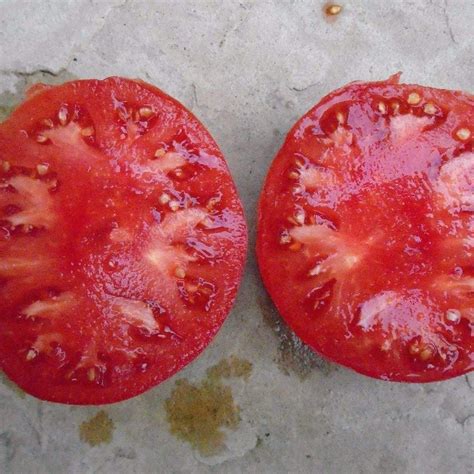 Prudens Purple Tomato Organic Heirloom Ferri Seeds