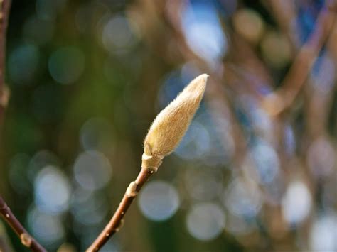 무료 이미지 봄 분기 작은 가지 잎 싹 식물학 닫다 나무 식물 줄기 매크로 사진 사진술 햇빛 꽃