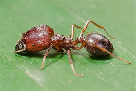 Copy Of About Big Head Ant And How To Eliminate Big Head Ants