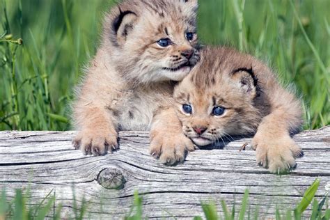 Lynx Cubs Photograph By Jennifer Richards Pixels