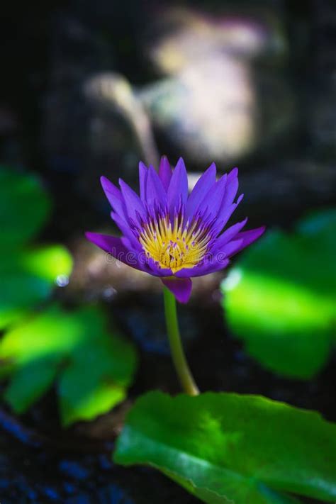 Single Purple Water Lily Flower In A Small Pond Stock Image Image Of