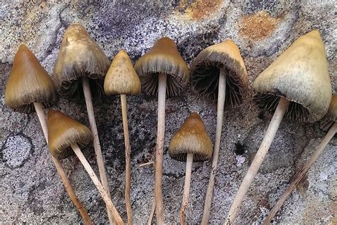 Magic Mushrooms Online Canada Buy Weed Online In Canada