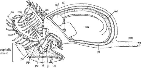 Illustration Of The Pterobranch Cephalodiscus Pterobranchs Are The