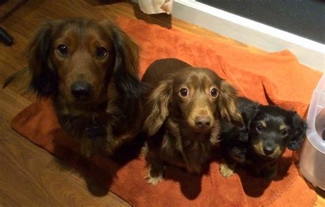 Father Mother And Pup Dachshund Love Dachshund Dachshund Mom