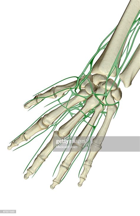 The Lymph Supply Of The Hand High Res Vector Graphic Getty Images