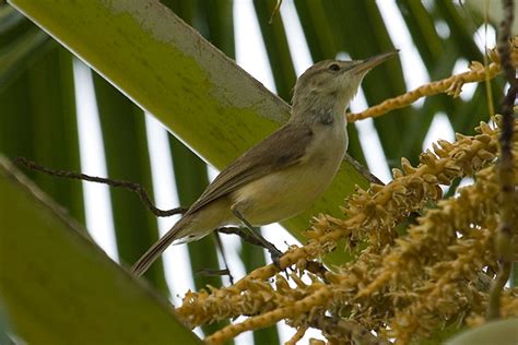 140086 Img5037 Caroline Reed Warbler Acrocephalus Syrinx Flickr