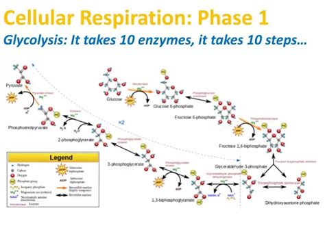 PPT Cellular Respiration Phase 1 Glycolysis It Takes 10 Enzymes It