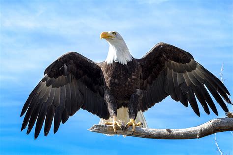 American Bald Eagle Landing Photograph By Teri Virbickis