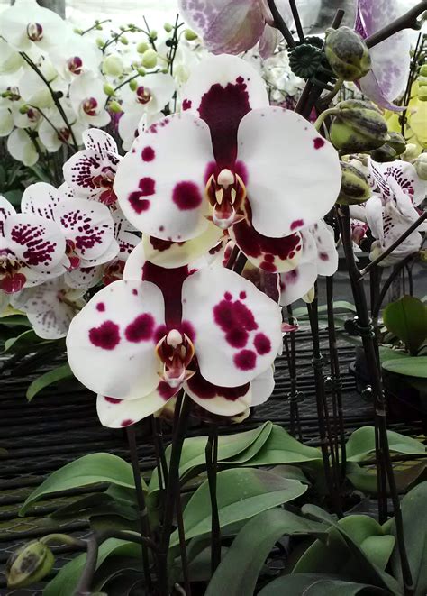 Orchid Plant Phalaenopsis Yu Pin Pearl Orchidaceous Orchid Blog