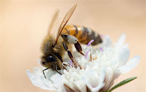 Queenspotting Find Your Perfect Queen Bee Honeynethu