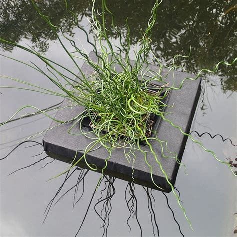 Buy Floating Island For 1 Litre Shallow Water Plants