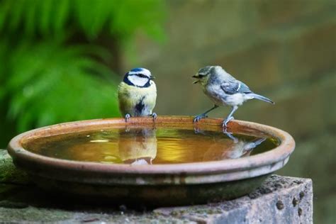 8 Things You Need To Know About Feeding Wild Birds Countrylife Blog