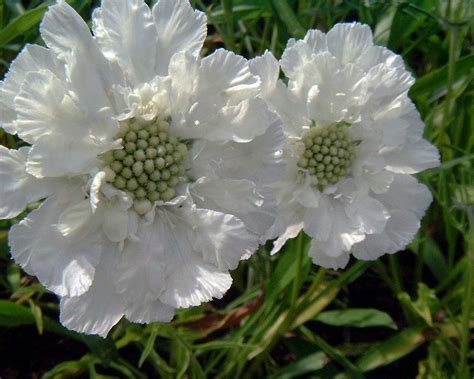 Scabiosa Caucasica Perfecta Alba Pin Cushion Flower