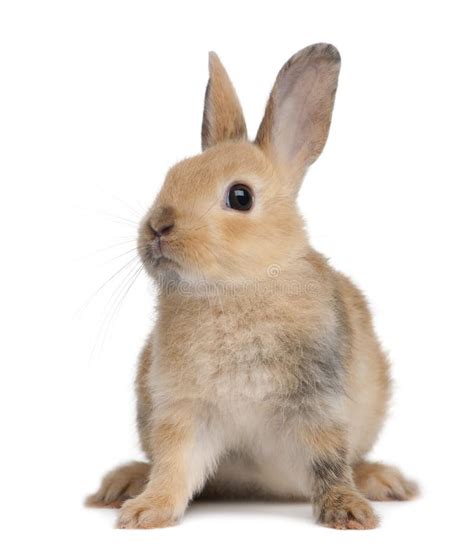 Portrait Of A European Rabbit Oryctolagus Cuniculus Stock Image