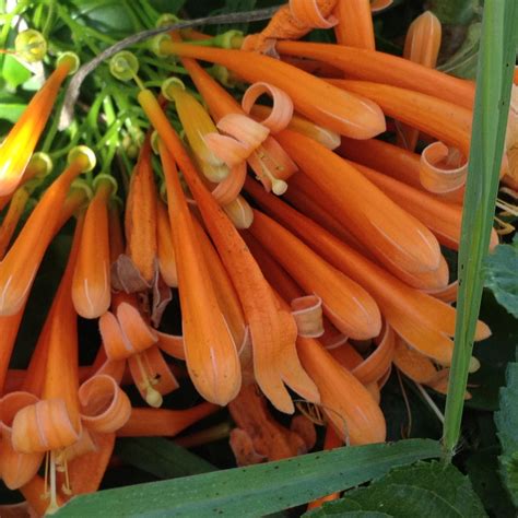 Florida Flame Flowering Tropical Vine Live Plant Prolific Bright Orange
