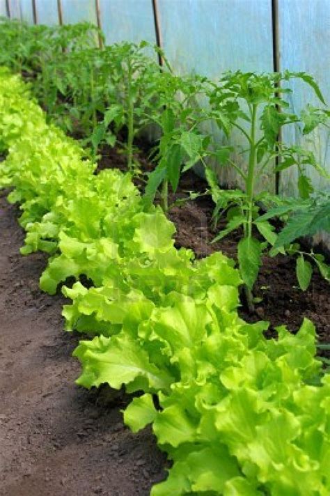 Eat Live Grow Paleo The Perfect First Vegetable Garden