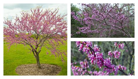 Check out our purple blooming tree selection for the very best in unique or custom, handmade pieces from our shops. redbud-purple-tree | Spring blooming trees, Flowering ...