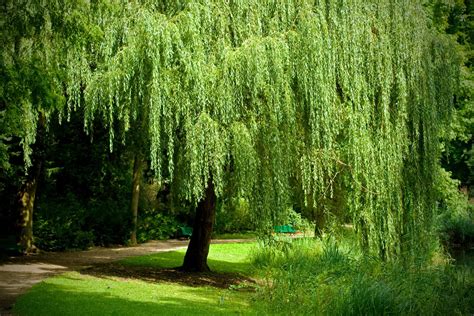 It will be perfectly happy near a body of water, although not having any nearby isn't a problem. How to Grow and Care for a Weeping Willow Tree