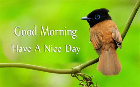 Have a nice day pictures, wonderful day images, have nice day graphics,have a nice day scraps, comments and photos for orkut, myspace, hi5, friendster and more. Good Morning Have A Nice Day With Cute Birds Images - Good ...