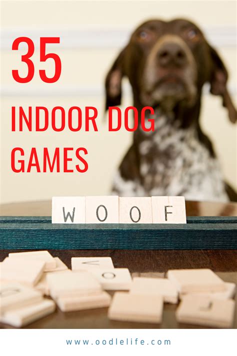 35 Indoor Dog Activities And Games To Play While While Quarantined To