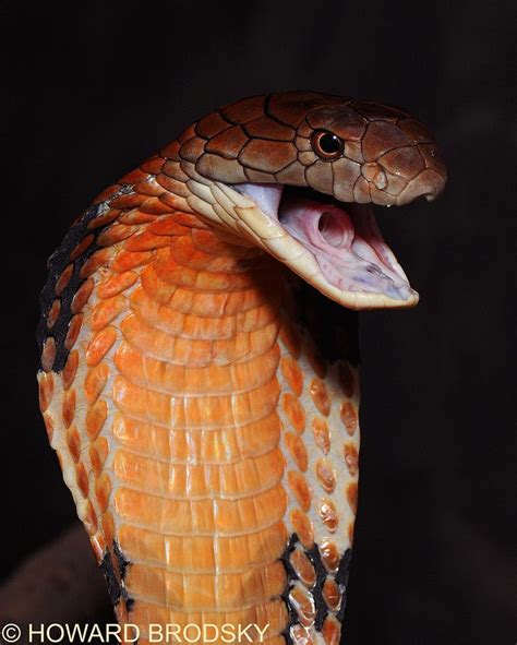 Pin By Tj Paulsen On Snakes Beautiful Snakes King Cobra Cobra Snake