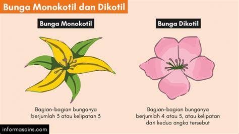Bunga Fungsi Struktur Dan Perbedaan Bunga Monokotil Dan Dikotil