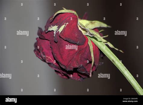 Dark Red Faded Rose On Black Background Stock Photo Alamy
