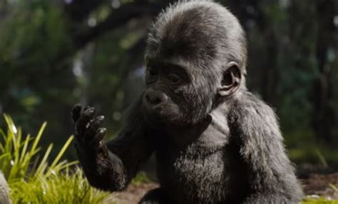 Ivan was a western lowland gorilla born in 1962 in what is now the democratic republic of the congo. Disney Movies: The One And Only Ivan - Trailer Song