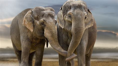 44 Nursery Wallpaper Elephants Uk Foto Populer Terbaik Postsid