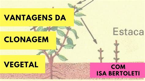 Vantagens E Desvantagens Da Clonagem