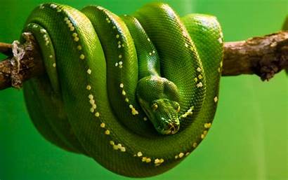 Tropical Snake Snakes Animals Freeoboi Ru Wallpapers