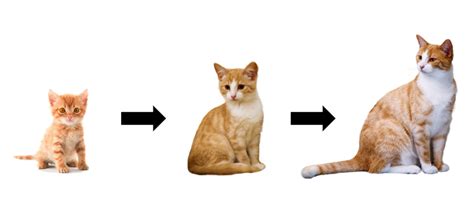 Learn how baby kittens grow: When Are Cats Full Grown? - PetSchoolClassroom