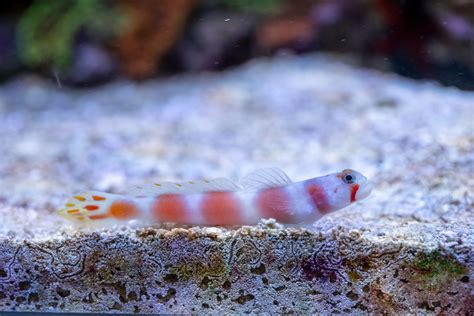 Pinkbar Goby Fish And Coral Store